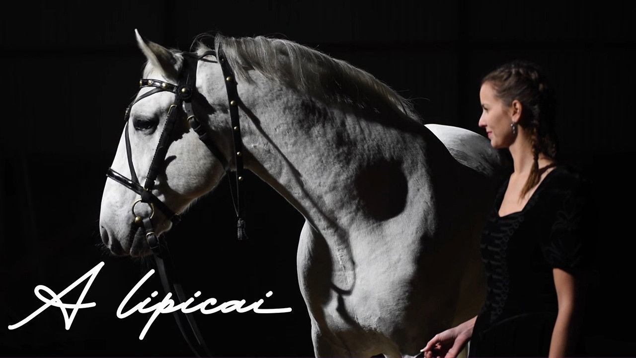 A lipicai