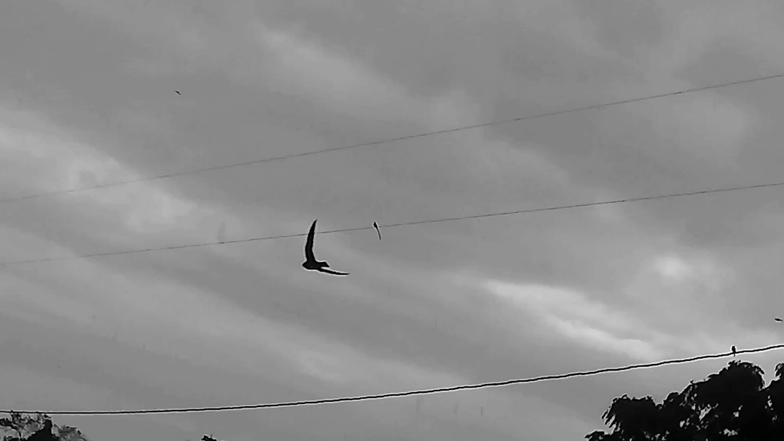 Canção Húngara do Suicídio