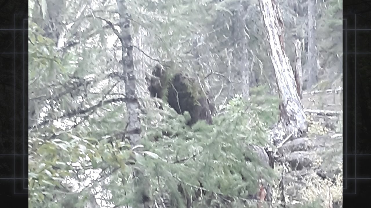 Bigfoot Evidence: Oregon