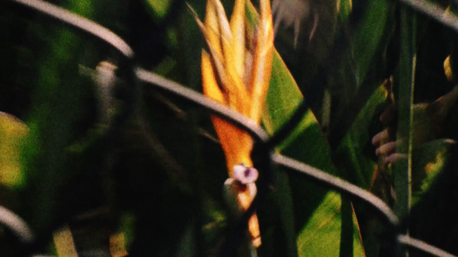 Potenciais à Deriva