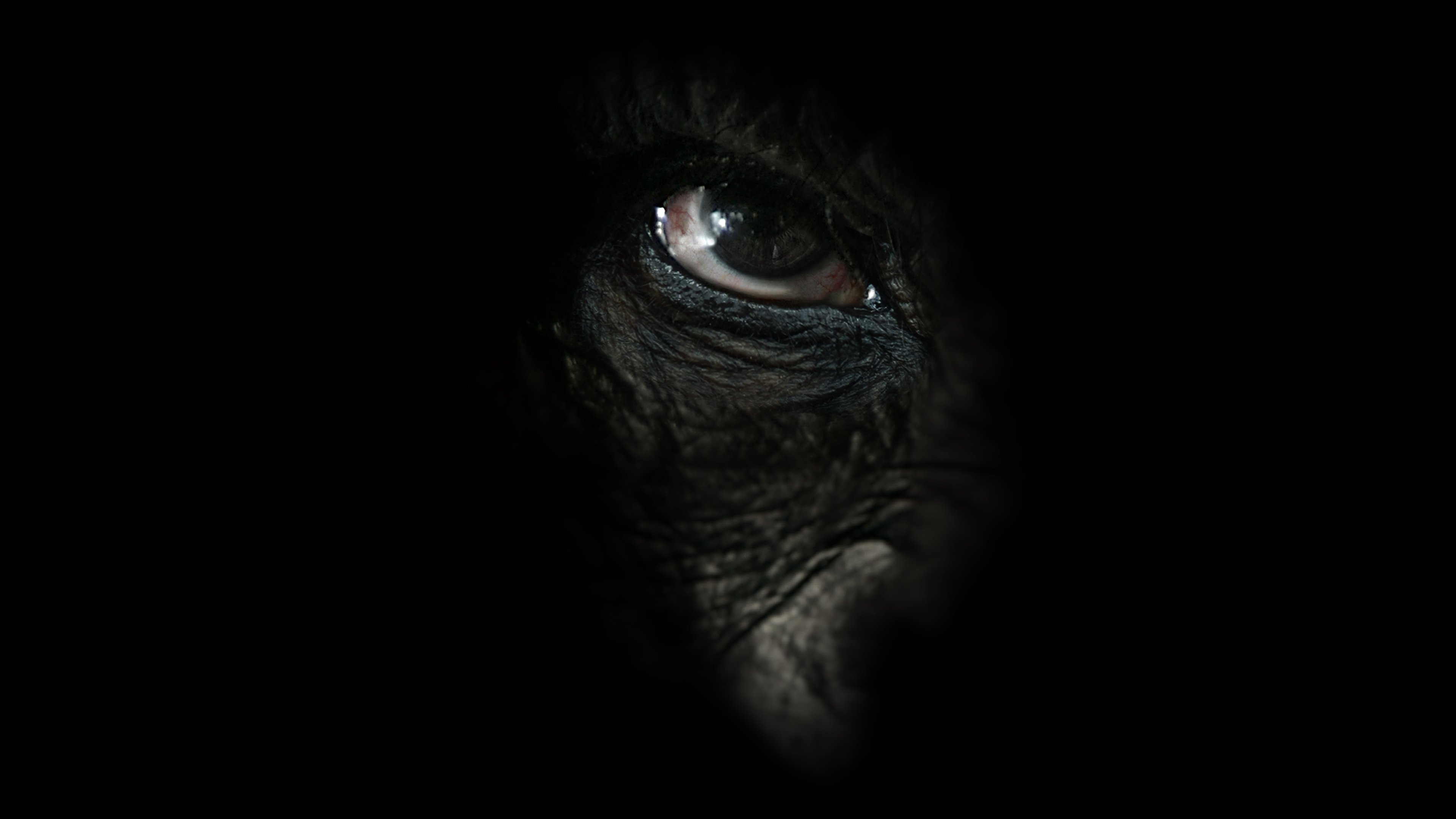 L'esercito delle scimmie