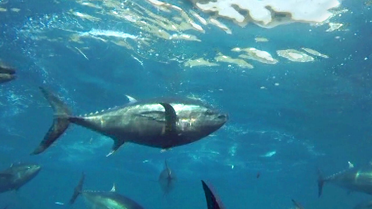 海を耕す者たち~近大マグロの歴史と未来~
