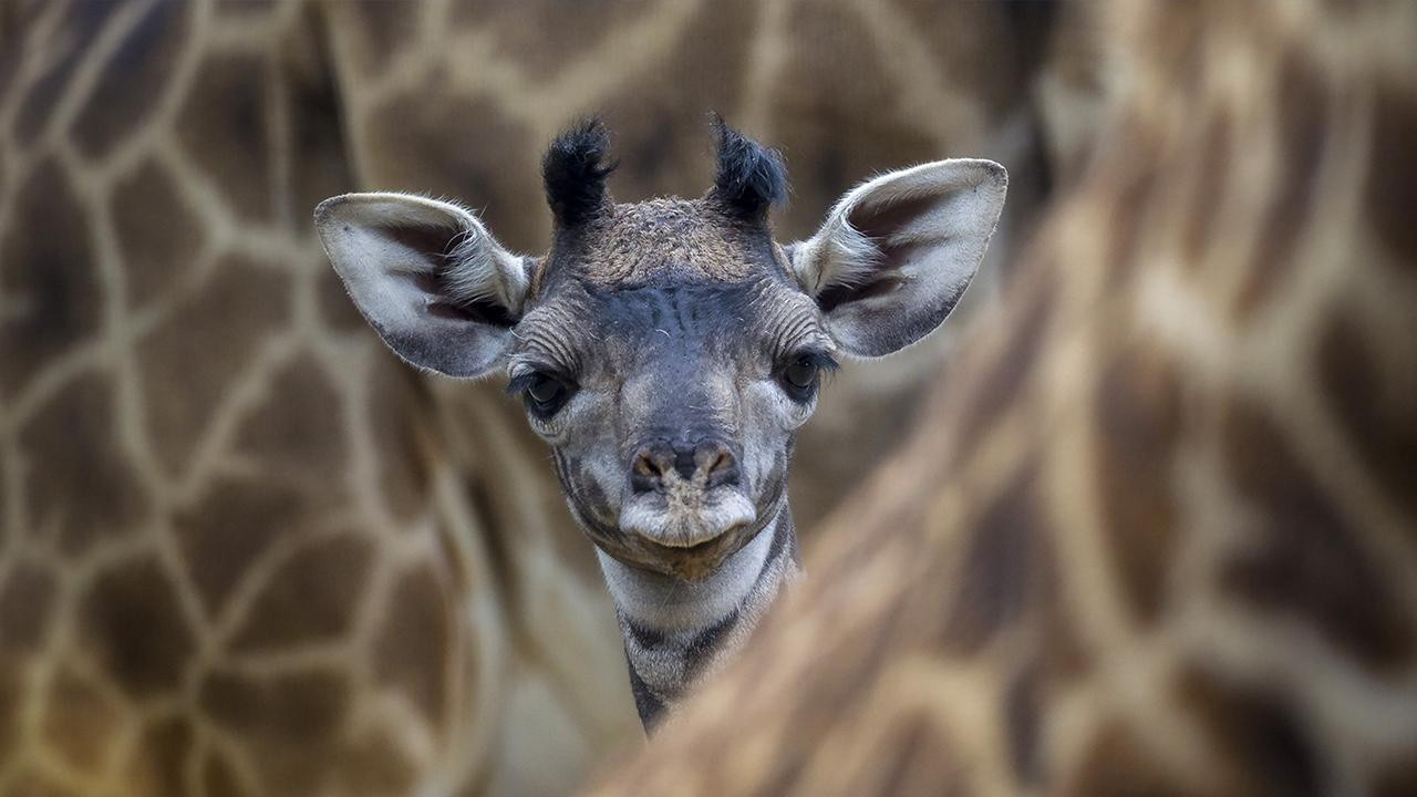 Les Dernières Girafes