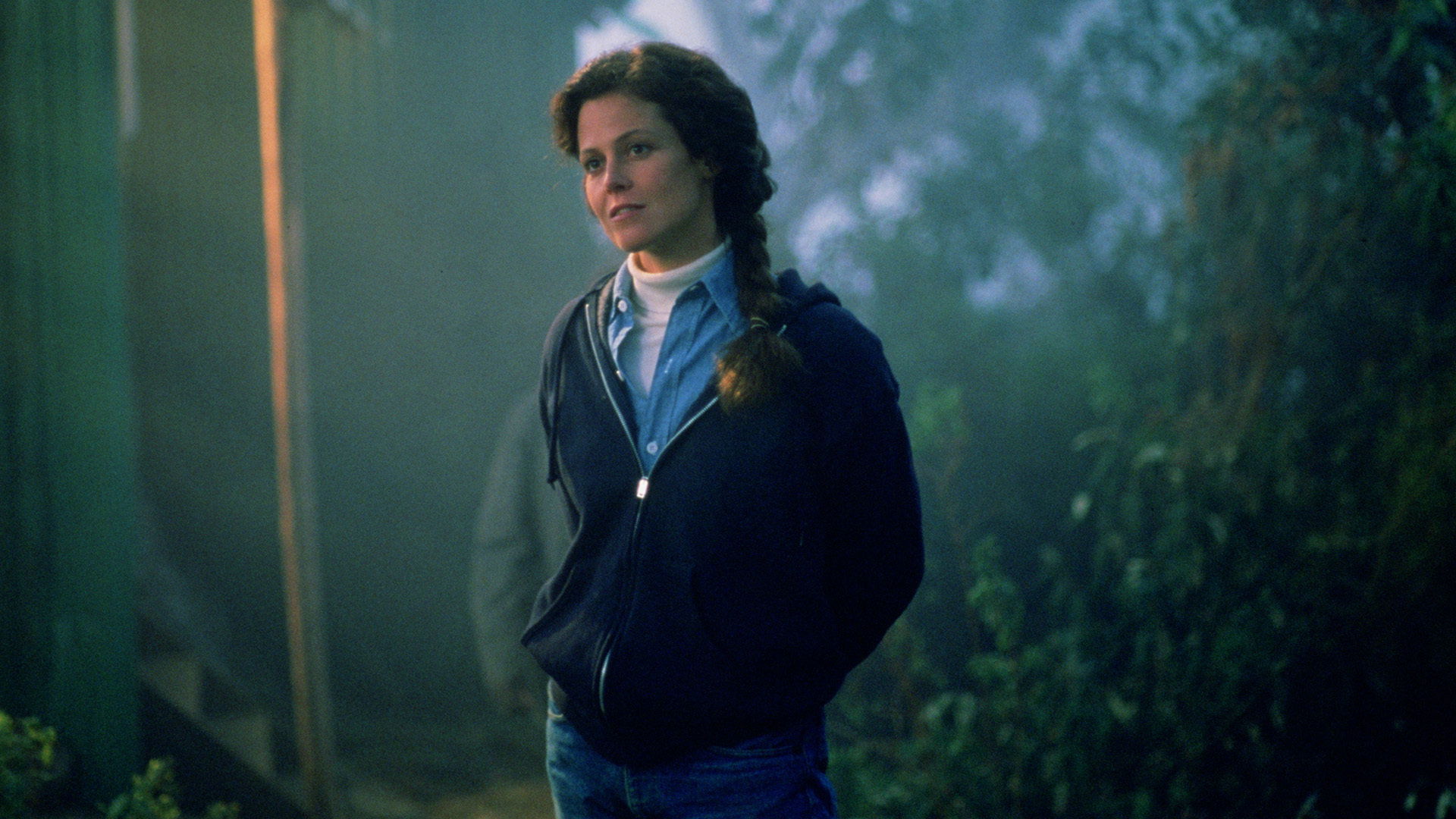 Gorilla nella nebbia