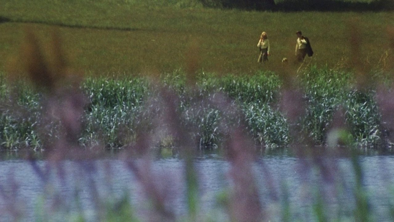 Girando intorno al cespuglio di more