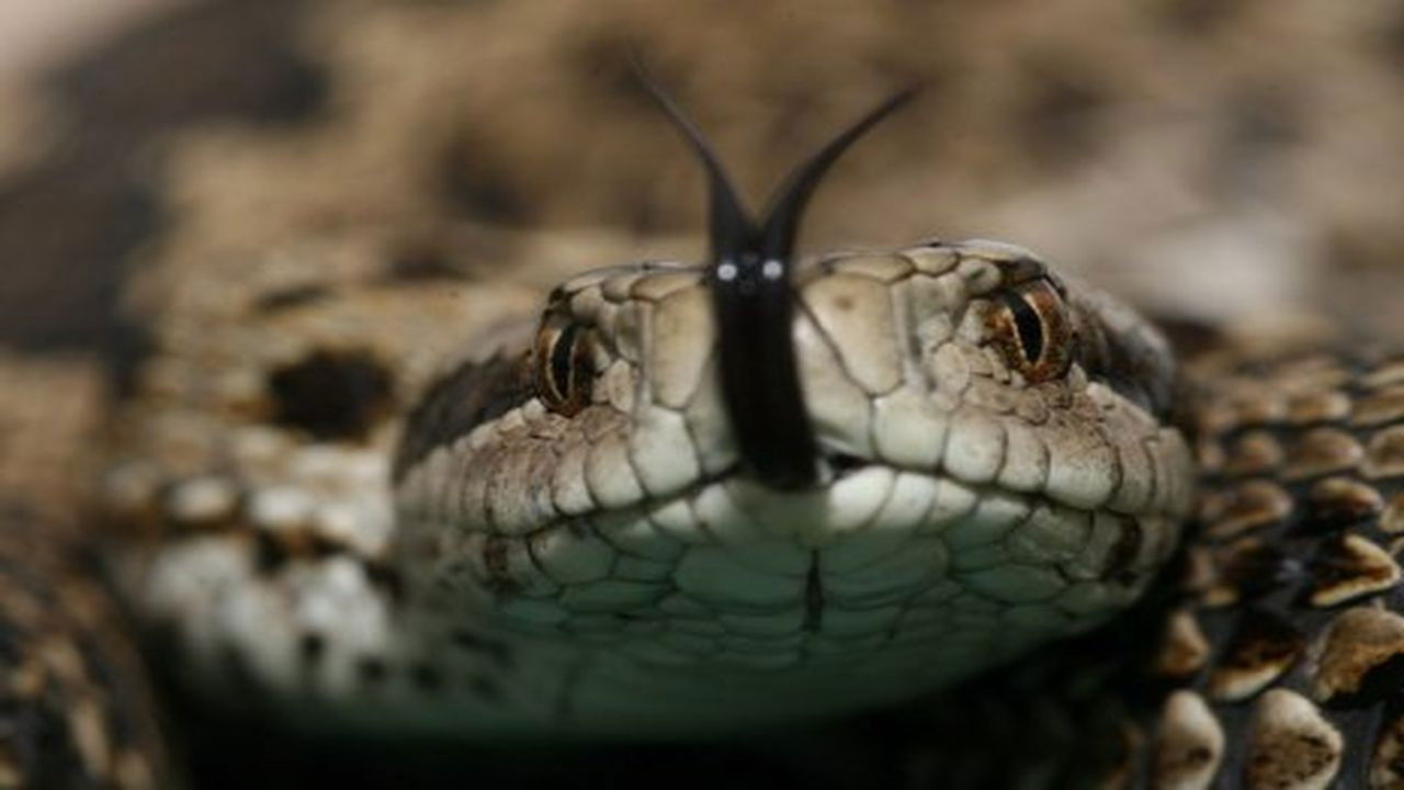 Vipera Life - Egy kígyó élete