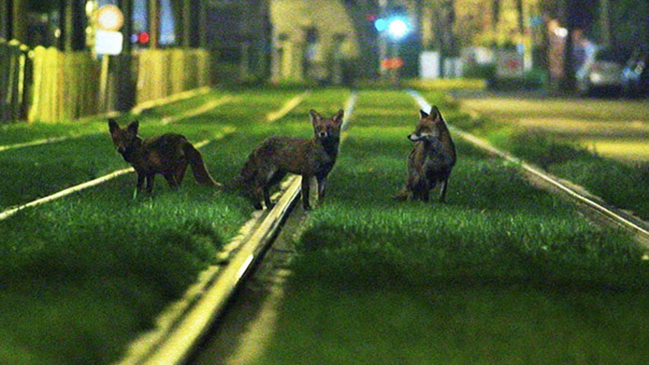 Bruxelles Sauvage - Faune Capitale