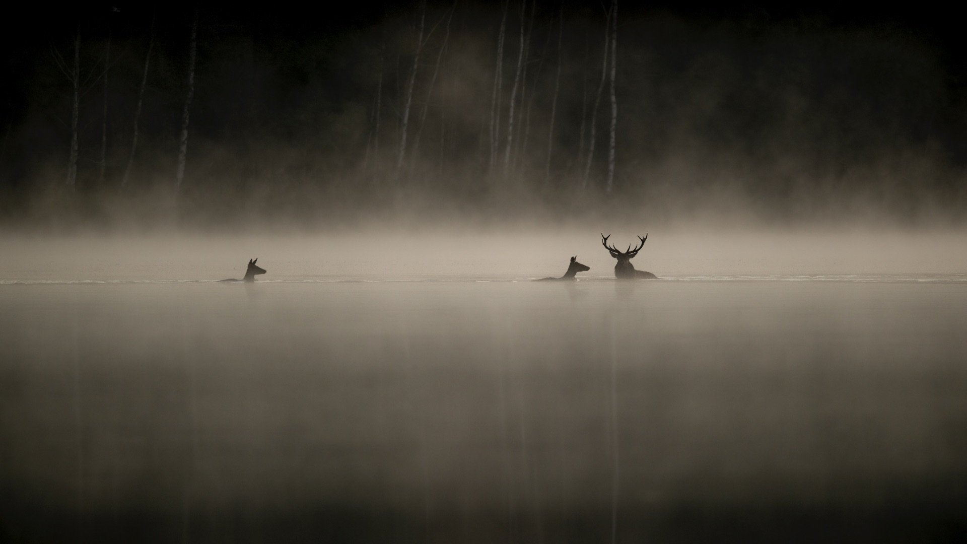 Le chant des forêts
