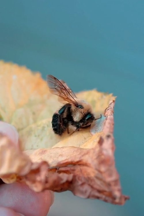 Des abeilles pour demain