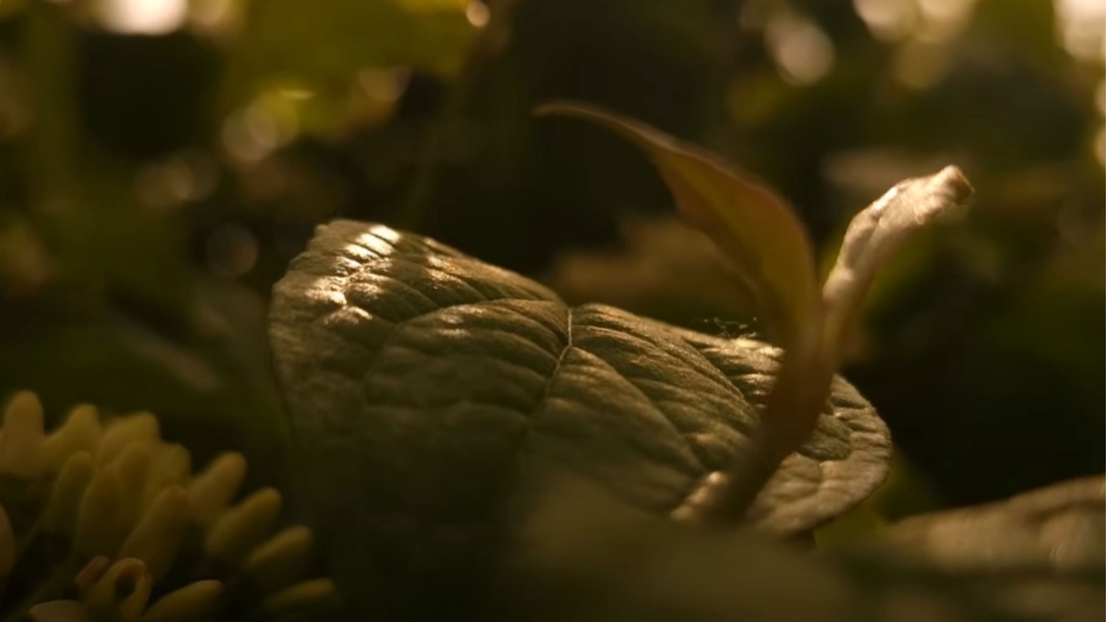 The Human Appearance